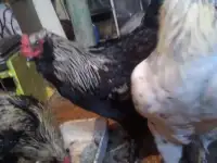 Петухи породные молодые