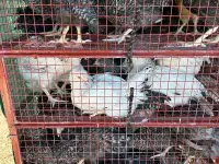 Продам молодняк несушек резных пород
