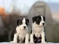 Щенки амстаффа из питомника
