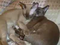 Бурманский кот. Вязка., фотография 3