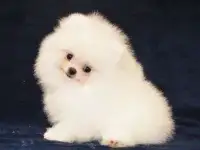Мини мишки