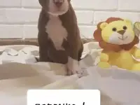Щенки питбуля