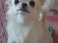Подрощенный мальчик чихуахуа