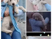 Здоровые крепыши, футболисты) , щеночки, возраст 2 с половиной  мес., фотография 5