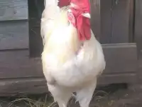 Продаю яйцо кур