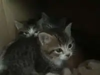 Помогите спасти котят!