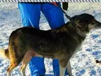 Собака Мари ищет дом.