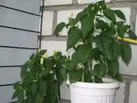 перец острый декоративный
