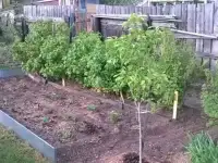 Срочно продам дачу