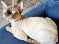Котята девон-рекс, фотография 5