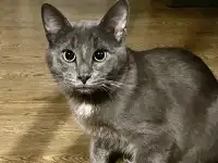 Друзья-неразлучники котики-подростки Джим и Бим ищут дом, фотография 4