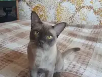 Бурманский кот. Вязка., фотография 2