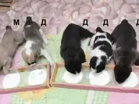 Щенки Алабая, фотография 2