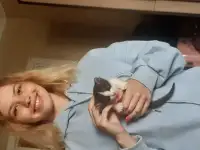 Котята в дар