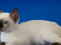 Котята из питомника Тайский Сапфир от Чемпиона Мира, фотография 10