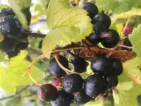 Продам ягоду-чёрную смородину