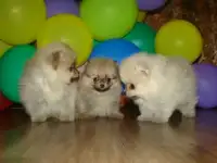 Щенки Шпица. Доставка.