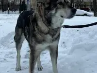 Идеальная собачка,   для любой семьи, фотография 2