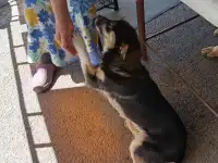 отдам бесплатно маленькую собачку,девочка.
