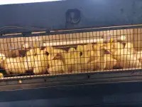 Гусята Линдовской породы