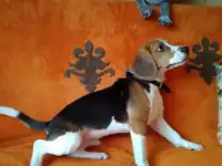Бигль, фотография 5