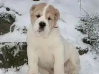 Щенки алабая