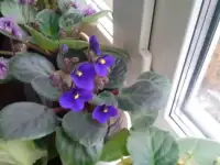 Фиалки и декабристы