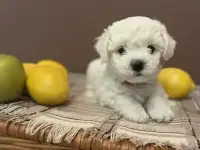 Бишон Фризе.Высокопородные щенки, фотография 4