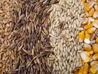 Продаем, пшеницу, овес, кукурузу, ячмень, семечку, горох.