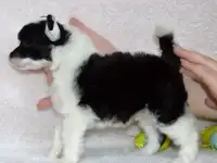 Шикарный пуховый пацан, фотография 3