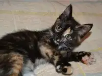 котик в добрые руки 