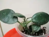 Хойя сортовая.