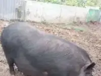 вьетнамские свиньи, фотография 3