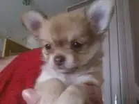 щенки чихуахуа