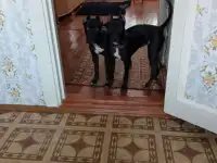 Питбуль Девочка продам