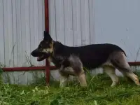 В добрые  руки