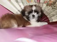 2 девочки Ши-тцу, фотография 2