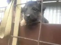 Продам продается щенок немецкой