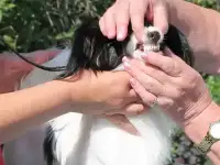 Юниор фалена Устин, фотография 2