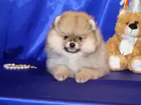 Мальчик померанского шпица