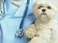 Ветеринарные услуги