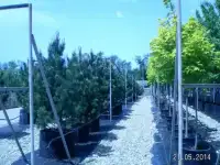 Саженцы ели,сосны,пихты,кедра, псевдотсуги,березы,клена,липы,дуба оптом. Кустарники.