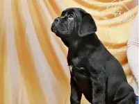 Щенки кане корсо