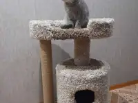 Домик для кошки с когтеточкой