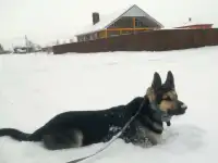 Вязка собаки овчарка Вео, фотография 5