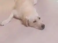 щенки лабрадоры