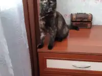 Милая, скромная, полугодовалая миниатюрная кошечка