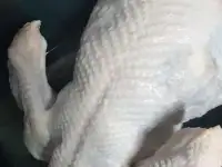 Индейка домашняя опт