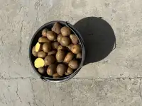 Продам семена картофеля