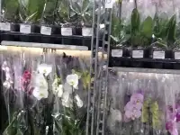 Продажа срезанных цветов оптом